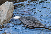 Pacific Black Duck, Adelaide, South Australia, September 2013 - click for larger image