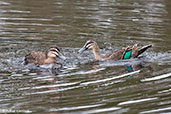 Pacific Black Ducks, Busselton, Western Australia, October 2013 - click for larger image