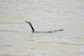 Male Darter, Mildura, Victoria, Australia, March 2006 - click for larger image