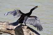 Male Darter, Mildura, Victoria, Australia, March 2006 - click for larger image