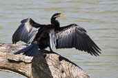 Male Darter, Mildura, Victoria, Australia, March 2006 - click for larger image