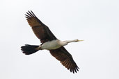 Female Darter, Cairns, Queensland, Australia, November 2010 - click for larger image