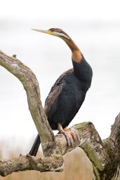 Male Darter, Mareeba, Queensland, Australia, November 2010 - click for larger image