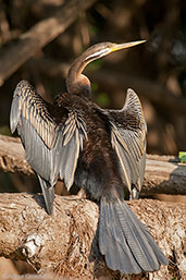 Juvenile Australasian Darter, Kakadu, Northern Territory, Australia, October 2013 - click for larger image