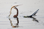 Australasian Darter, Kakadu, Northern Territory, Australia, October 2013 - click for larger image