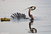 Australasian Darter, Kakadu, Northern Territory, Australia, October 2013 - click for larger image