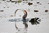 Australasian Darter, Kakadu, Northern Territory, Australia, October 2013 - click for larger image