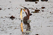 Australasian Darter, Kakadu, Northern Territory, Australia, October 2013 - click for larger image