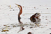 Australasian Darter, Kakadu, Northern Territory, Australia, October 2013 - click for larger image