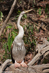 Australasian Darter, Mary River, Northern Territory, Australia, October 2013 - click for larger image