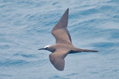 Brown Noddy, Michaelmas Key, Queensland, Australia, November 2010 - click for larger image