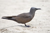 Brown Noddy, Michaelmas Key, Queensland, Australia, November 2010 - click for larger image