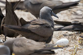 Brown Noddy, Michaelmas Key, Queensland, Australia, November 2010 - click for larger image