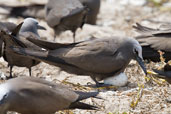 Brown Noddy, Michaelmas Key, Queensland, Australia, November 2010 - click for larger image