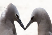 Brown Noddy, Michaelmas Key, Queensland, Australia, November 2010 - click for larger image