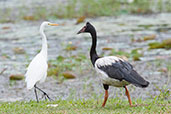 Magpie Goose, Cairns, Queensland, Australia, November 2010 - click on image for a larger view