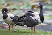 Magpie Goose, Cairns, Queensland, Australia, November 2010 - click on image for a larger view