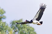 Magpie Goose, Cooktown, Queensland, Australia, November 2010 - click on image for a larger view
