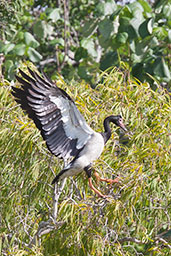 Magpie Goose, Cooktown, Queensland, Australia, November 2010 - click on image for a larger view