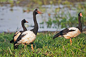 Magpie Goose, Kakadu, Northern Territory, Australia, October 2013 - click on image for a larger view