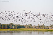 Magpie Goose, Kakadu, Northern Territory, Australia, October 2013 - click on image for a larger view