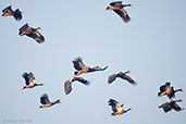 Magpie Goose, Kakadu, Northern Territory, Australia, October 2013 - click on image for a larger view