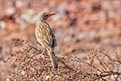 Australasian Pipit, Alice Springs, Northern Territory Australia, October 2013 - click for larger image