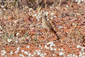 Australasian Pipit, Alice Springs, Northern Territory Australia, October 2013 - click for larger image