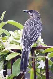 Red Wattlebird, Melbourne, Victoria, Australia, January 2006 - click for larger image