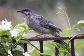 Red Wattlebird, Melbourne, Victoria, Australia, January 2006 - click for larger image