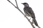 Red Wattlebird, Wye Valley, Victoria, Australia, February 2006 - click for larger image