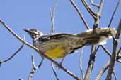 Red Wattlebird, The Coorong, SA, Australia, February 2006 - click for larger image