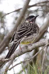 Red Wattlebird, Kangaroo Island, SA, Australia, March 2006 - click for larger image