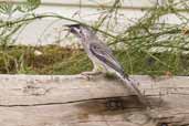 Red Wattlebird, Port Augusta, SA, Australia, March 2006 - click for larger image