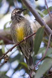 Red Wattlebird, Port Augusta, SA, Australia, March 2006 - click for larger image