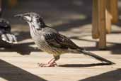 Red Wattlebird, Murramarang NP, NSW, Australia, March 2006 - click for larger image