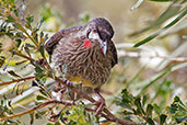 Red Wattlebird, Perth, Western Australia, October 2013 - click for larger image