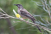 Red Wattlebird, Perth, Western Australia, October 2013 - click for larger image