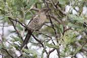 Little Wattlebird, Triabunna, Tasmania, Australia, February 2006 - click for larger image