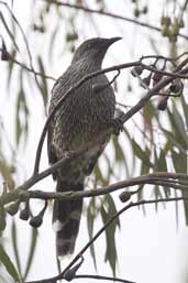 Little Wattlebird, Triabunna, Tasmania, Australia, February 2006 - click for larger image