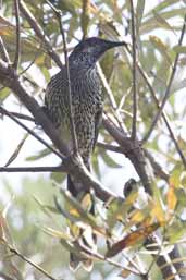 Little Wattlebird, Murramarang NP, NSW, Australia, March 2006 - click for larger image