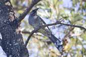 Little Wattlebird, Lakes Entrance, Victoria, Australia, April 2006 - click for larger image