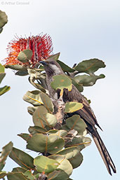 Western Wattlebird, Cheynes Beach, Western Australia, October 2013 - click for larger image