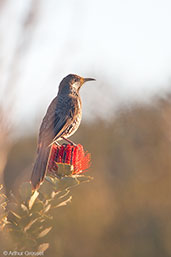 Western Wattlebird, Cheynes Beach, Western Australia, October 2013 - click for larger image