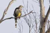 Yellow Wattlebird, St Helens, Tasmania, Australia, February 2006 - click for larger image