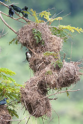 Shining Starling, Cairns, Queensland, Australia, November 2010 - click on image for a larger view