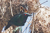 Shining Starling, Cairns, Queensland, Australia, November 2010 - click on image for a larger view