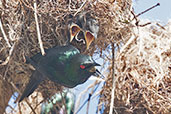 Shining Starling, Cairns, Queensland, Australia, November 2010 - click on image for a larger view