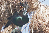 Shining Starling, Cairns, Queensland, Australia, November 2010 - click on image for a larger view