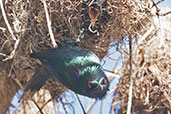 Shining Starling, Cairns, Queensland, Australia, November 2010 - click on image for a larger view